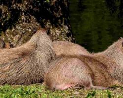 Capybara facts_ the largest living rodents