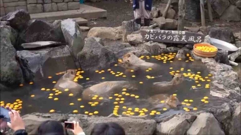 Why Do Capybaras Bath With Oranges Yuzu Bath