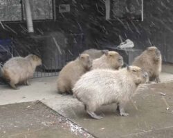 Capybaras_Face_Wild_Winds_and_Blizzard_Conditions