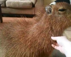 Can You Own a Capybara in Texas?