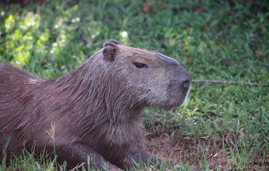 Is capybara meat good to eat