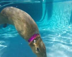 Pet Capybaras Swimming in the pool
