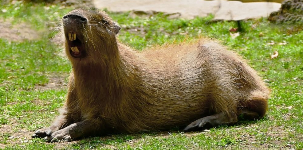 Should You Keep a Pet Capybara In Virginia