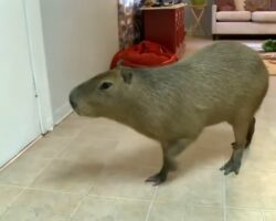Can You Have a Capybara as a Pet in Utah?