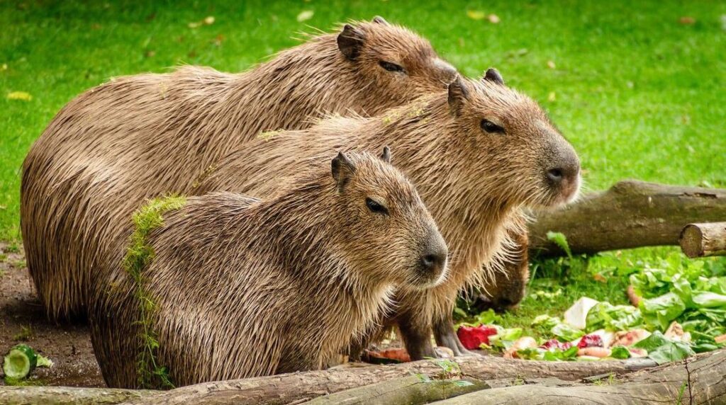 Where Can I Buy a Capybara Near Me