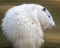Who is an Albino Capybara