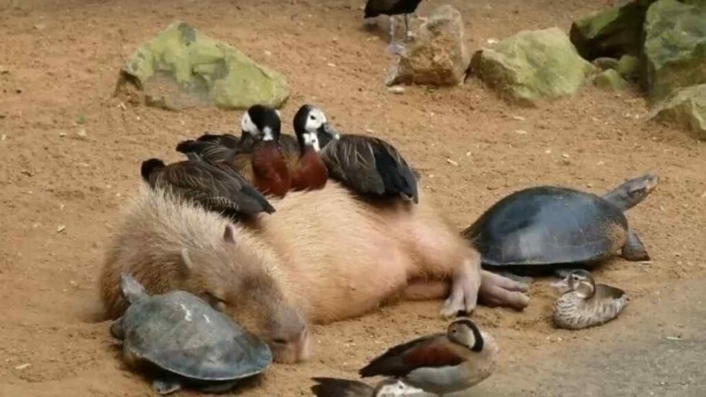 What Do Capybaras Not Like? How Do Capybaras React to Crowded Spaces? Can Capybaras Be Aggressive Toward Humans?