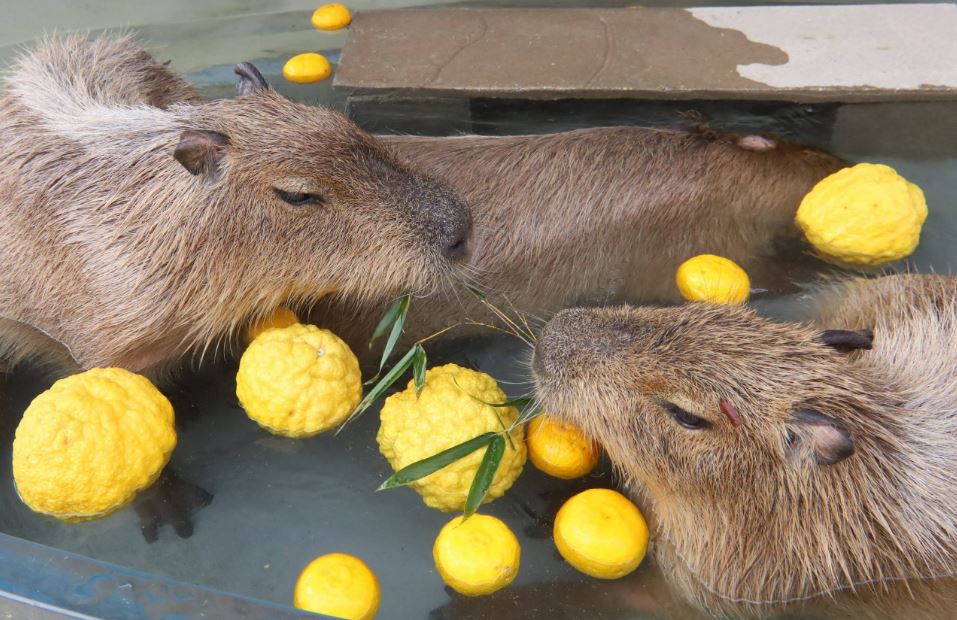 Why do capybaras take lemon baths
