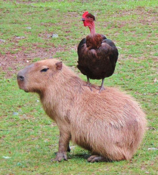 animals sitting on capybaras