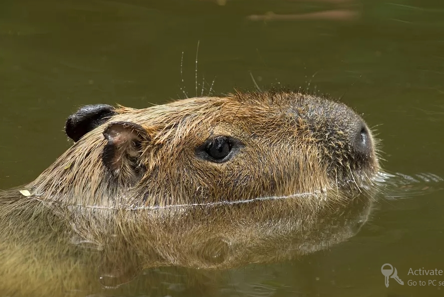 Are wild capybaras friendly
