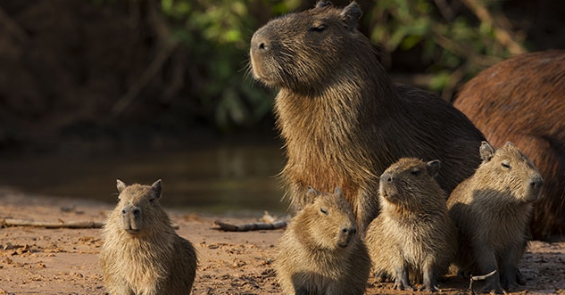 Can capybaras be domesticated