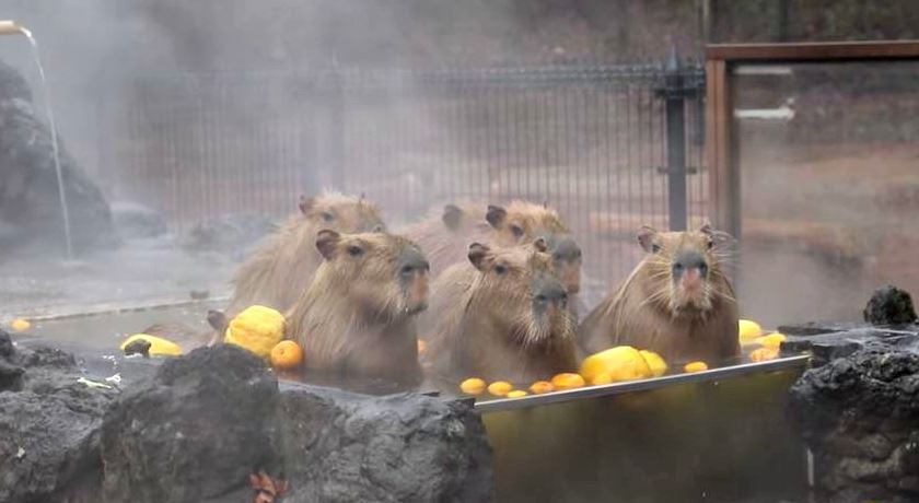 Do Capybaras Like Hot Tubs