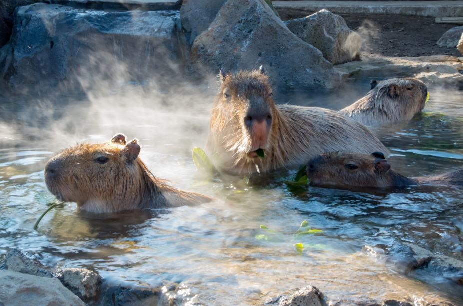 Do capybaras enjoy hot baths