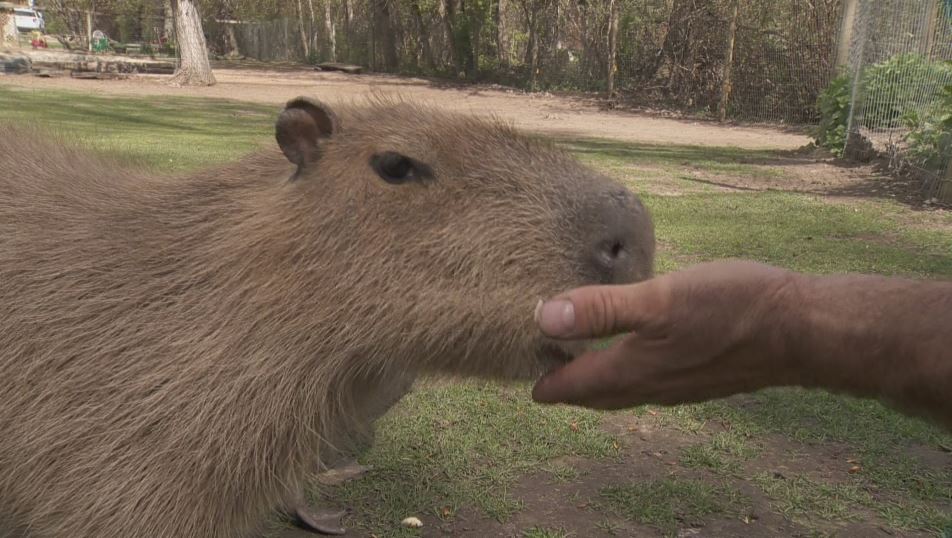 Do capybaras interact with humans