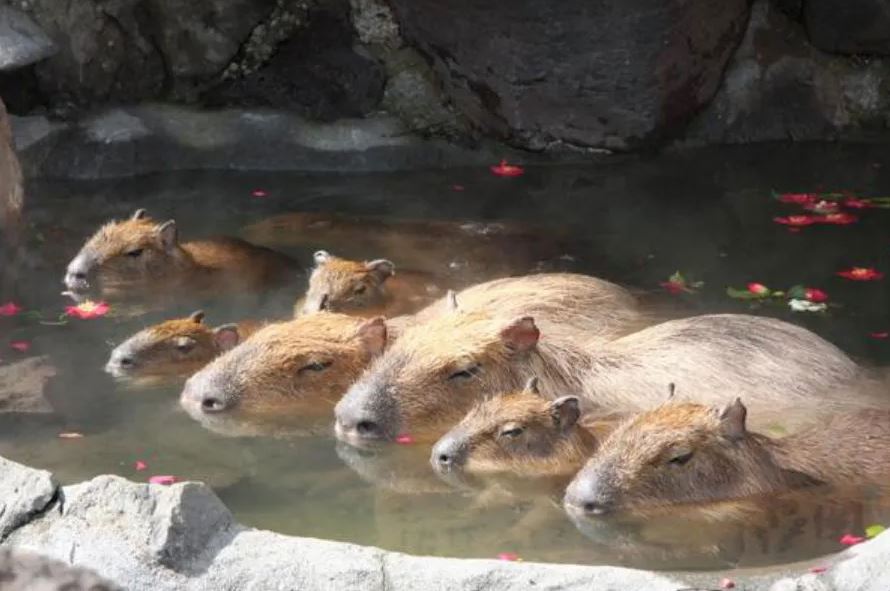 Do capybaras love baths