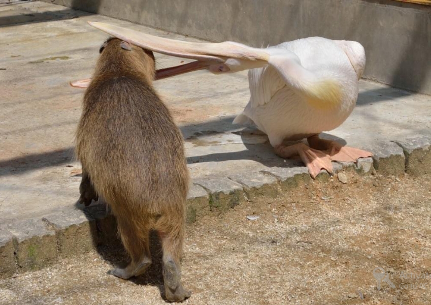 Do pelicans eat capybaras