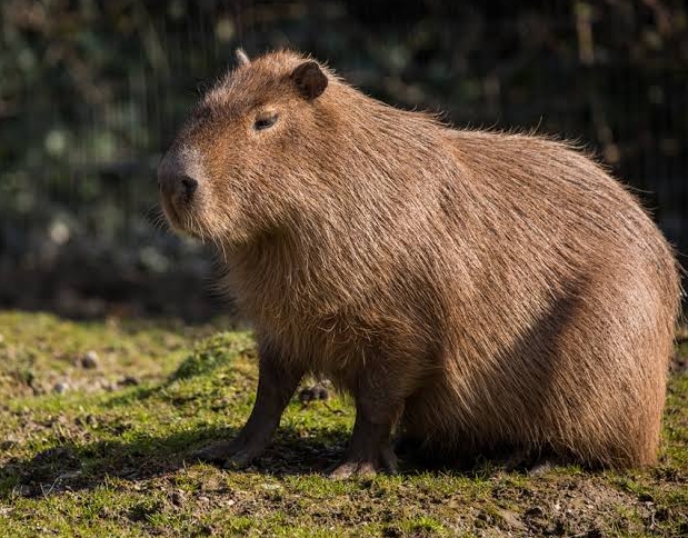 History of Capybara