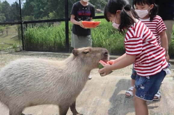How do capybaras express love
