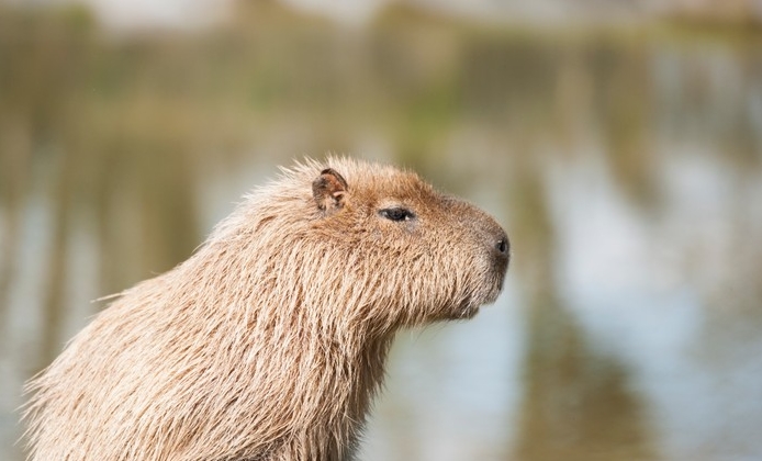 How long do capybaras stay babies