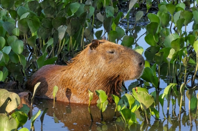Is capybara meat expensive