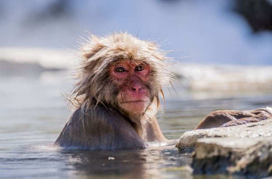 Japanese Snow Monkeys