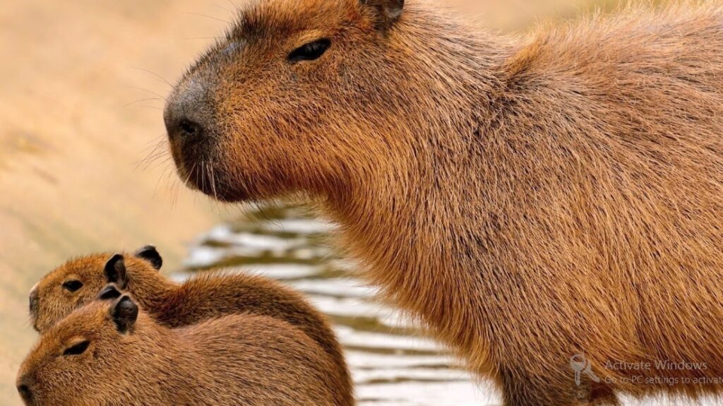 Own a Capybara in Pennsylvania