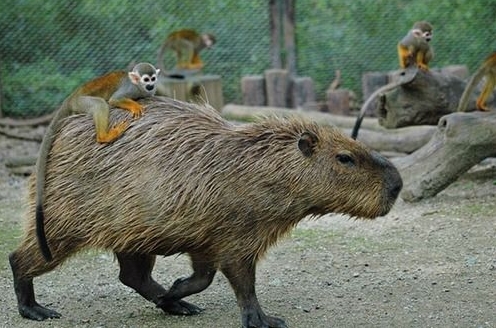 Riding a Capybara