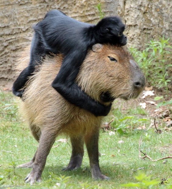Should You Ride a Capybara
