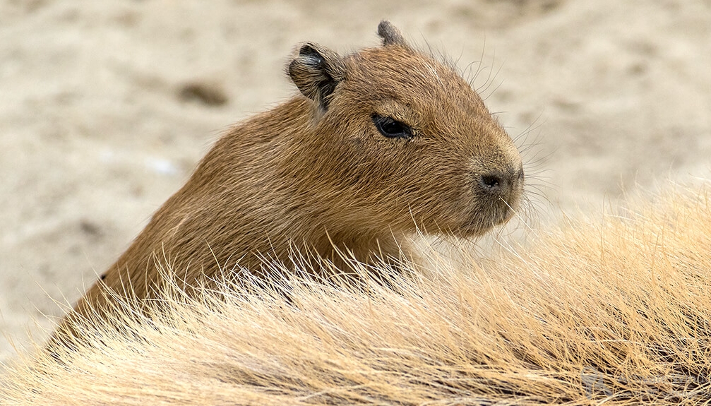 What are capybara babies called