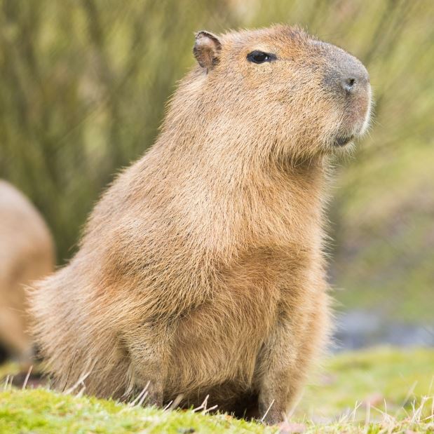What are nicknames for capybaras