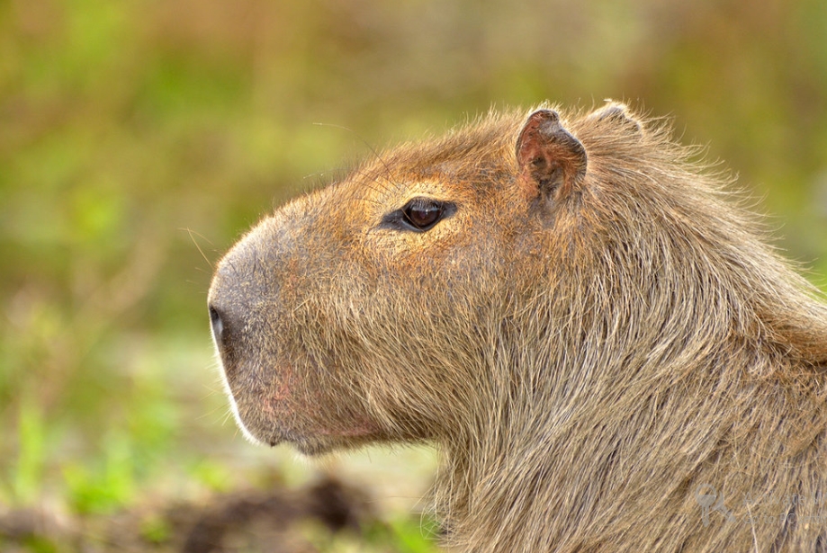 What do capybaras do for humans