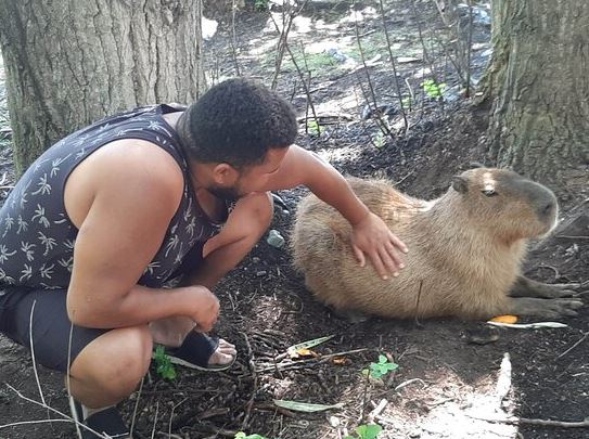 What do capybaras do when they sense danger