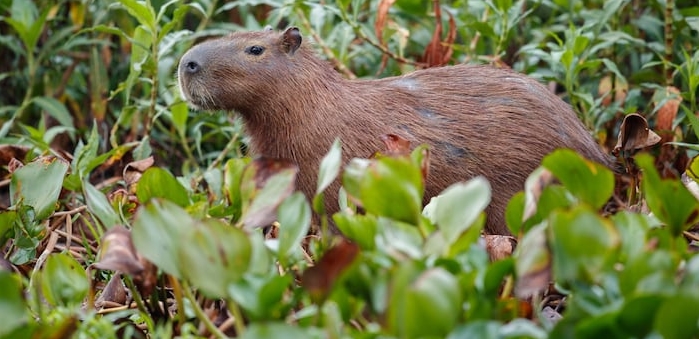 What does capybara meat taste like