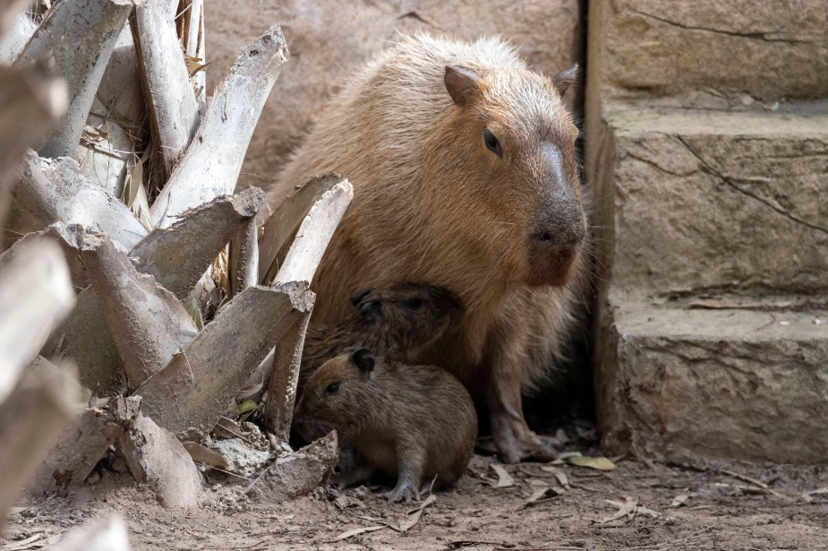 Where To Get a Capybara In Ohio