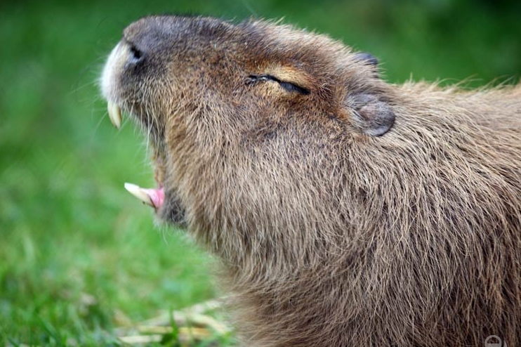 Who eats capybara