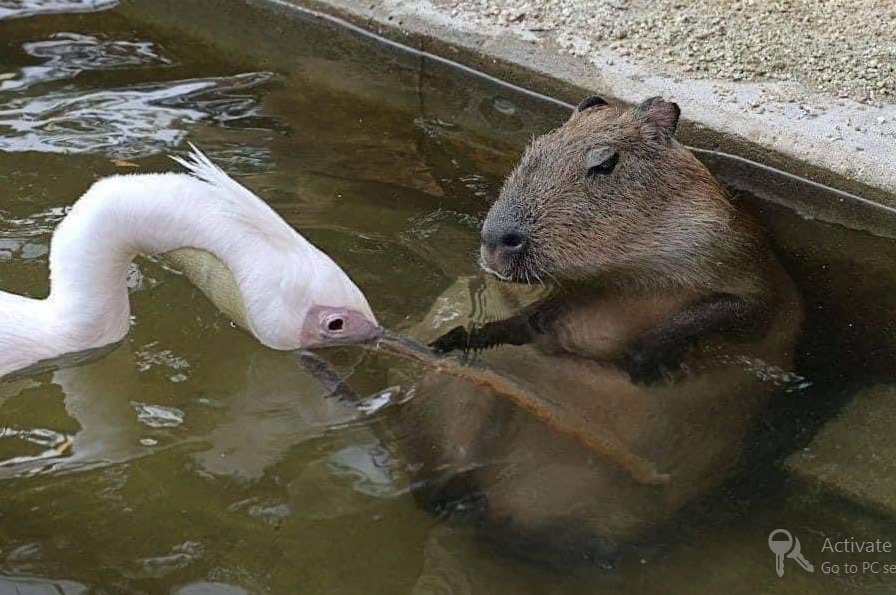 Why Is A Pelican Trying To Eat Capybara