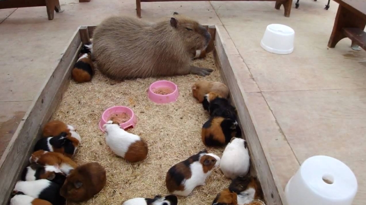 Why are capybaras so friendly with other animals