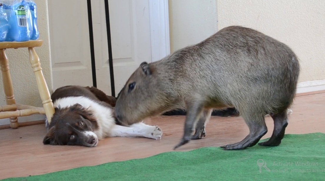 are capybaras intelligent