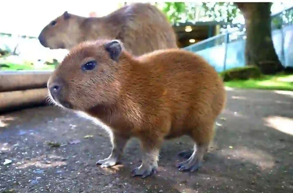 best baby capybara names