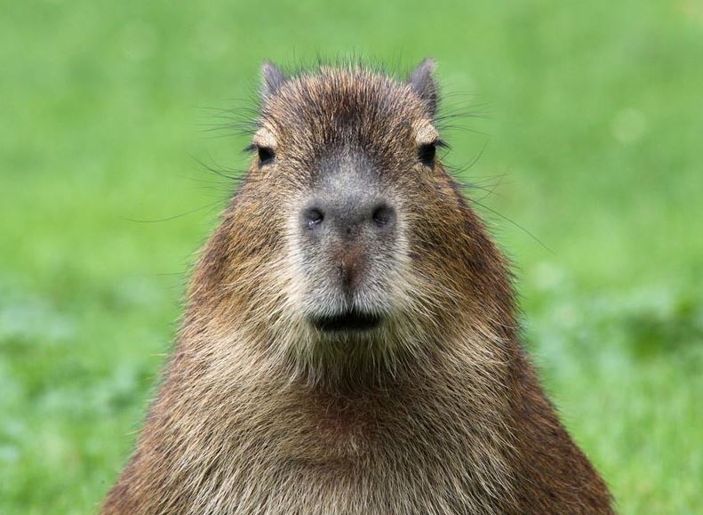 best capybara names