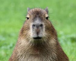 best capybara names