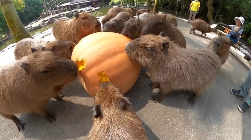 capybara baby cost