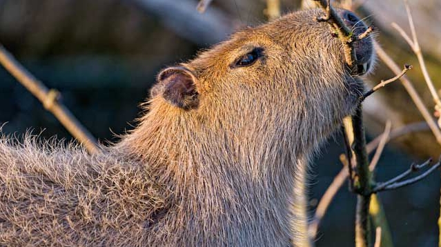how to tame a capybara pet