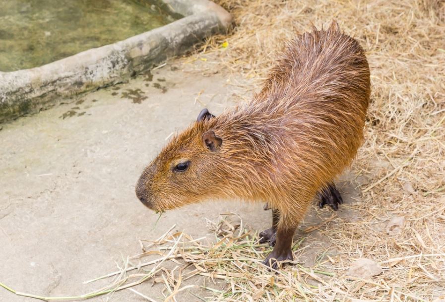 how to travel with your pet capybara