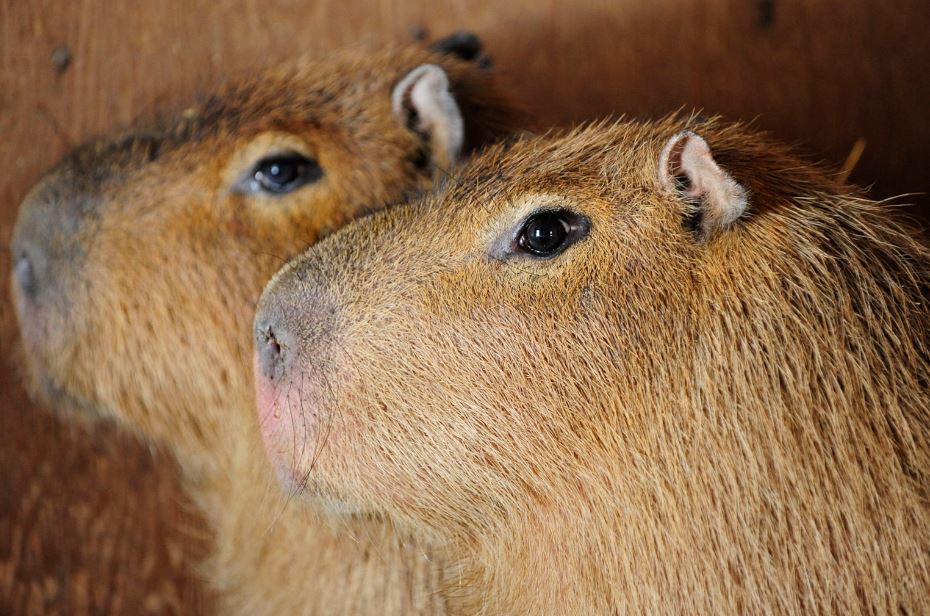 names to call your capybara