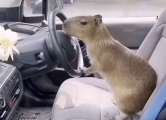 traveling with capybara