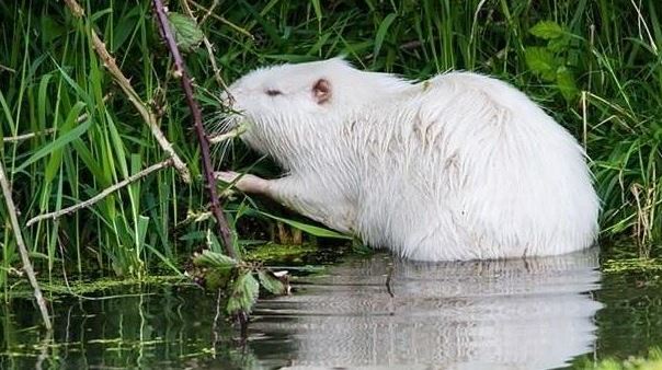what do albino capybara eat