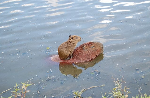what do baby capybara eat
