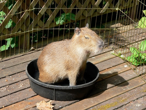 what does capybara poop smell like
