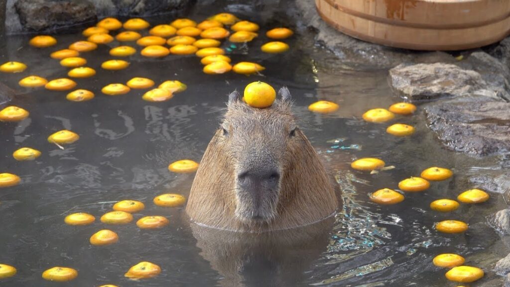 why do capybaras bath with yuzu